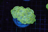 Kryptonite Bubble Coral WYSIWYG - SAQ Coral Farm