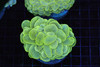 Kryptonite Bubble Coral WYSIWYG - SAQ Coral Farm