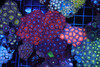 Red Pixie Dust Zoa Colony Rock WYSIWYG - SAQ Coral Farm