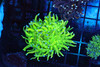 Holy Grail Torch Coral WYSIWYG - SAQ Coral Farm