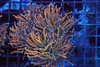 Gold Crocodile Torch Coral WYSIWYG - SAQ Coral Farm