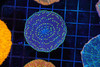 Blue Plate Neon Green Tip Coral WYSIWYG - SAQ Coral Farm