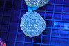 Blue And Yellow Goniopora WYSIWYG - SAQ Coral Farm