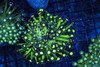 Neon Green Goniopora Colony WYSIWYG - SAQ Coral Farm