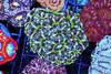 Vibrant Camo Asian Acan Colony WYSIWYG - SAQ Coral Farm Vibrant Camo Asian Acan Colony WYSIWYG - SAQ Coral Farm