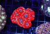 Blood Bone Asian Acan Colony WYSIWYG - SAQ Coral Farm Blood Bone Asian Acan Colony WYSIWYG - SAQ Coral Farm