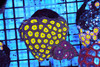Yellow And Red Zoanthid Combo Rock WYSIWYG - SAQ Coral Farm