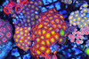 Magma Storm Zoanthid Combo Rock WYSIWYG - SAQ Coral Farm Magma Storm Zoanthid Combo Rock WYSIWYG - SAQ Coral Farm
