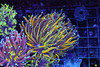 Gold And Blue Torch Colony WYSIWYG - SAQ Coral Farm Gold And Blue Torch Colony WYSIWYG - SAQ Coral Farm