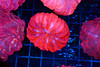 Pink Cynarina Coral WYSIWYG - SAQ Coral Farm Pink Cynarina Coral WYSIWYG - SAQ Coral Farm