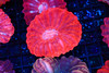 Pink Cynarina Coral WYSIWYG - SAQ Coral Farm