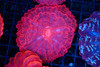 Red Cynarina Coral WYSIWYG - SAQ Coral Farm Red Cynarina Coral WYSIWYG - SAQ Coral Farm