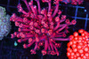 Red Wine Goniopora Coral Colony WYSIWYG - SAQ Coral Farm Red Wine Goniopora Coral Colony WYSIWYG - SAQ Coral Farm