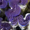 Aquacultured First Grade Maxima Clam - 2" (Tridacna maxima) - ORA