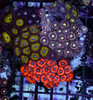 Multi-Zoanthid Coral Rock WYSIWYG - SAQ Coral Farm