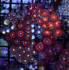 Multi-Zoanthid Coral Rock WYSIWYG - SAQ Coral Farm