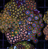 Multi-Zoanthid Rock WYSIWYG - SAQ Coral Farm