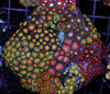 Multi-Zoanthid Rock WYSIWYG - SAQ Coral Farm