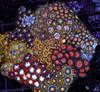 Multi-Zoanthid Rock WYSIWYG - SAQ Coral Farm