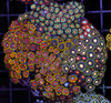 Multi-Zoanthid Rock WYSIWYG - SAQ Coral Farm