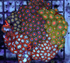 Multi-Zoanthid Rock WYSIWYG - SAQ Coral Farm