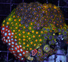 Multi-Zoanthid Rock WYSIWYG - SAQ Coral Farm