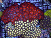 Large Multi-Zoanthid Rock WYSIWYG - SAQ Coral Farm