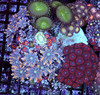 Multi-Zoanthid Soft Coral Combo Rock WYSIWYG - SAQ Coral Farm