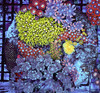 Multi-Zoanthid Soft Coral Combo Rock WYSIWYG - SAQ Coral Farm