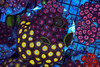 Multi-Zoanthid Rock WYSIWYG - SAQ Coral Farm