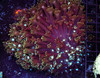 Vibrant Purple Goniopora Colony WYSIWYG - SAQ Coral Farm