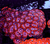 Pink Juice Acan Colony WYSIWYG - SAQ Coral Farm