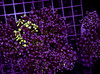 Splatter Frogspawn Colony WYSIWYG - SAQ Coral Farm
