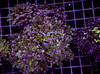 Powder Purple Frogspawn Colony WYSIWYG - SAQ Coral Farm