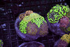 Hammer Garden Colony WYSIWYG - SAQ Coral Farm