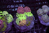 Hammer Garden Colony WYSIWYG - SAQ Coral Farm