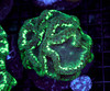 Green Galaxy Blastommusa Colony WYSIWYG - SAQ Coral Farm