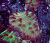 Fungia Plate Frag WYSIWYG - SAQ Coral Farm