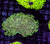 Freya Goniopora Colony WYSIWYG - SAQ Coral Farm