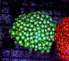 Green Goniopora Colony WYSIWYG - SAQ Coral Farm