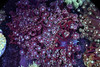 Purple Goniopora Colony WYSIWYG - SAQ Coral Farm