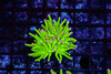 Holy Grail Pink Tip Torch Coral WYSIWYG - SAQ Coral Farm