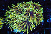 Large Ignited Dragon Torch Coral WYSIWYG - SAQ Coral Farm