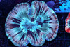 Tranquil Dream Wellsophyllia Coral WYSIWYG - SAQ Coral Farm