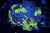 LG Splatter Hammer Colony WYSIWYG - SAQ Coral Farm LG Splatter Hammer Colony WYSIWYG - SAQ Coral Farm