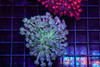 Lavender Field Goniopora Colony WYSIWYG - SAQ Coral Farm
