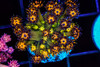 Firecracker Goniopora WYSIWYG - SAQ Coral Farm