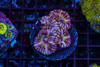 Dark Ring Asian Acan WYSIWYG - SAQ Coral Farm