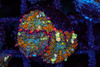 Aquacultured Bounce Mushroom Colony WYSIWYG - SAQ Coral Farm