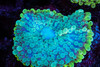Spearmint Yuma Mushroom WYSIWYG - SAQ Coral Farm